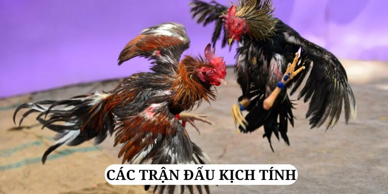 cac-tran-dau-hap-dan-luon-duoc-truc-tiep-kip-thoi