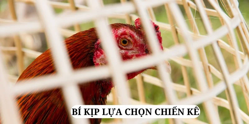 tham-khao-cac-bi-kip-lua-chon-chien-ke